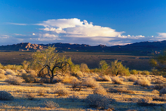 Joshua Tree National Park