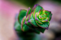Crassula Tom Thumb