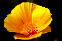 Golden Poppy