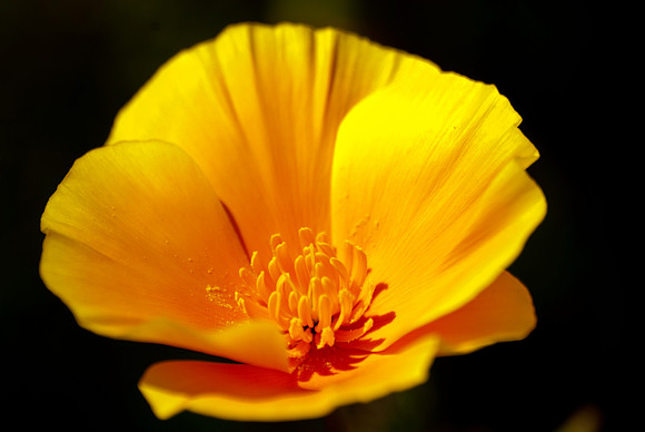 Golden Poppy