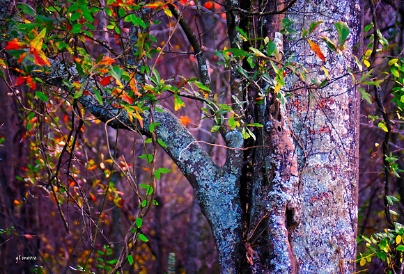Hays Nature Preserve