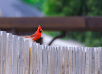 Alabama Cardinal