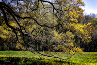 Hays Nature Preserve