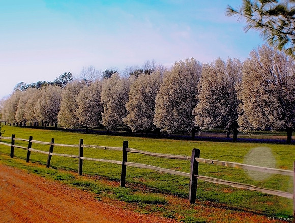 Huntsville Bradford Pears
