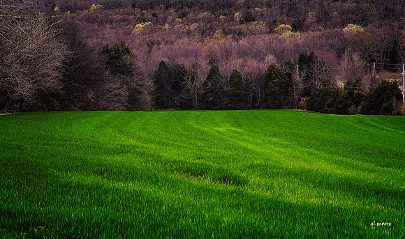 Brownsboro Farmland