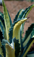 Mediopicta alba
