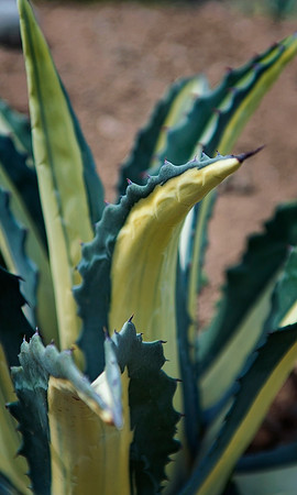 Mediopicta alba