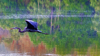 Blue Heron