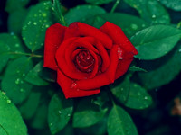 Misty Rose