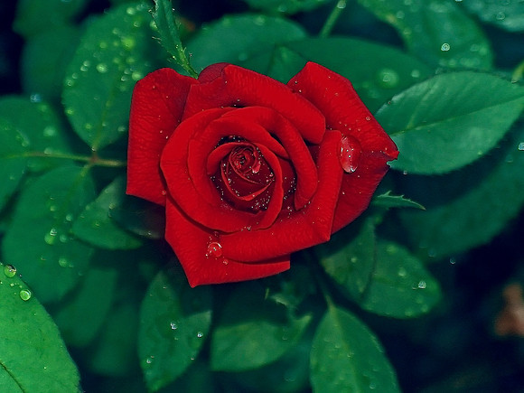 Misty Rose
