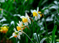 Alabama Daffodils