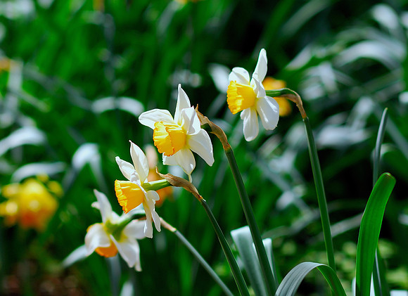 Alabama Daffodils
