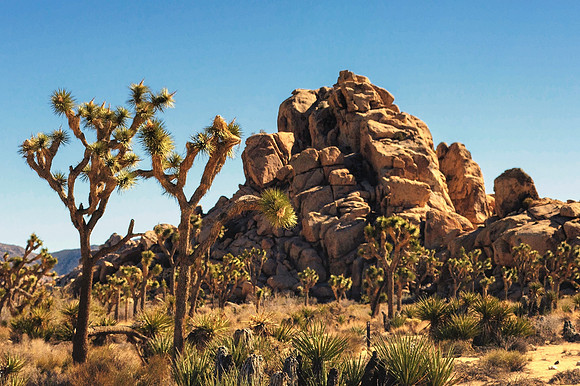 Joshua Tree National Park