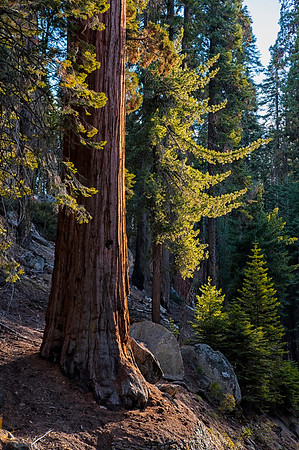 California Giant Sequoia