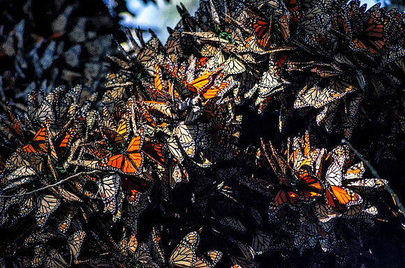 GM2_3661