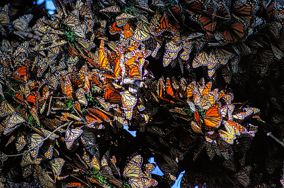 GM2_3658