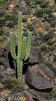 The Desert
