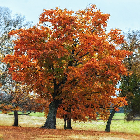 DSC_6042