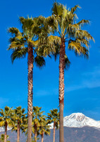 Twin Palms