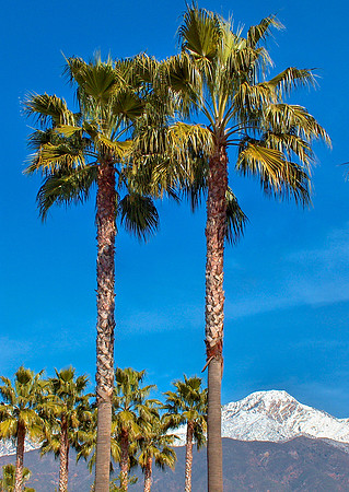 Twin Palms