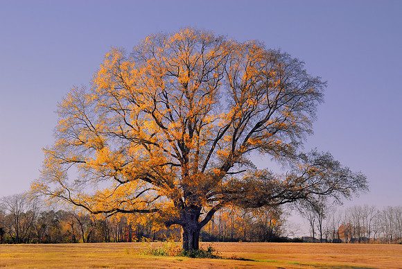Majestic Oak Tree