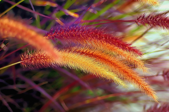 Fall Colors