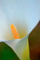 Calla Lily