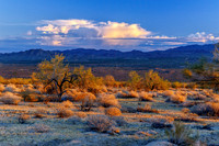 Joshua Tree National Park