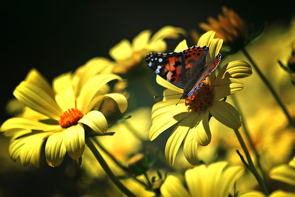 Painted Lady