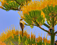 California Hooded Oriole