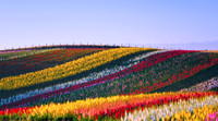 Flower Garden