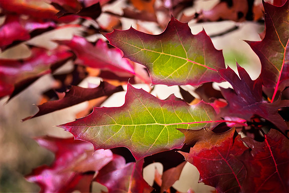 Leaves On Fire