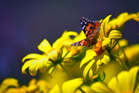 Painted Lady